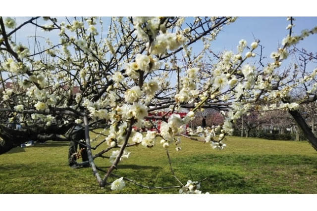 「凄い風…。」